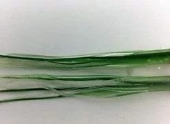 NORTH PACIFIC NEEDLE FISH C1CR