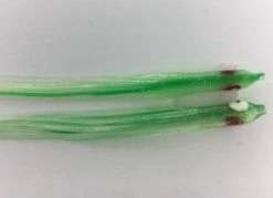 NORTH PACIFIC NEEDLE FISH G22