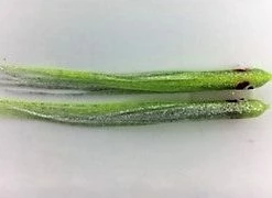 NORTH PACIFIC NEEDLE FISH G6 Hoochies