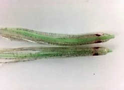 NORTH PACIFIC NEEDLE FISH LGM93