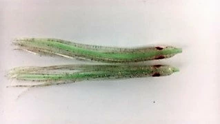 NORTH PACIFIC NEEDLE FISH LGM93