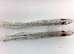 NORTH PACIFIC NEEDLE FISH M93 Hoochies